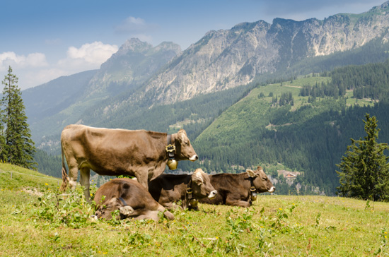 Höhenwanderung auf der Krinnenalpe