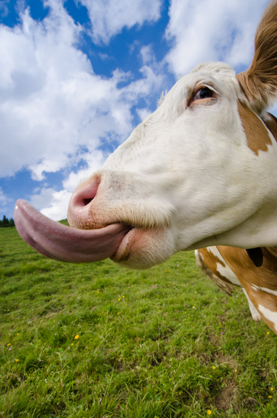 Lustige Kuh streckt Zunge heraus