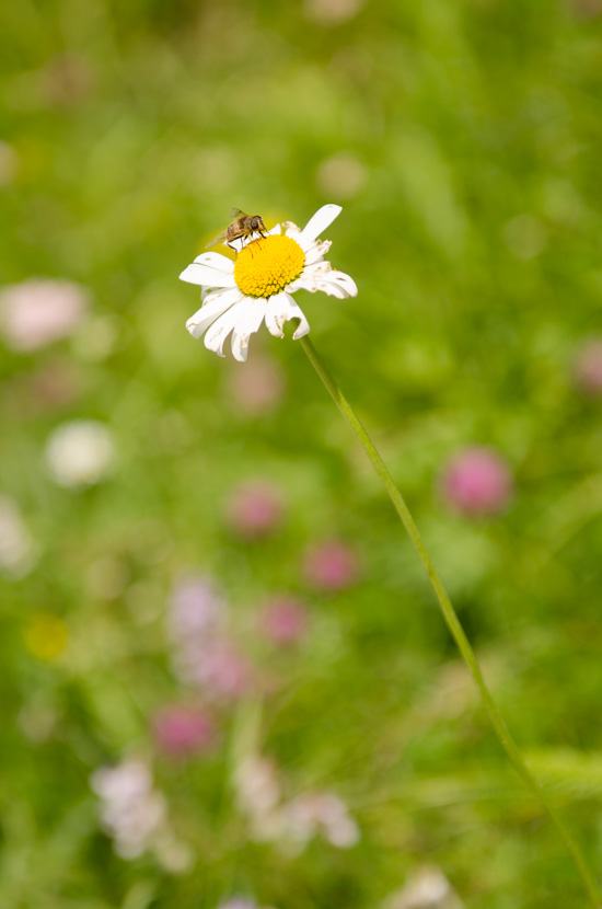 Schwebefliege auf einer Margerite