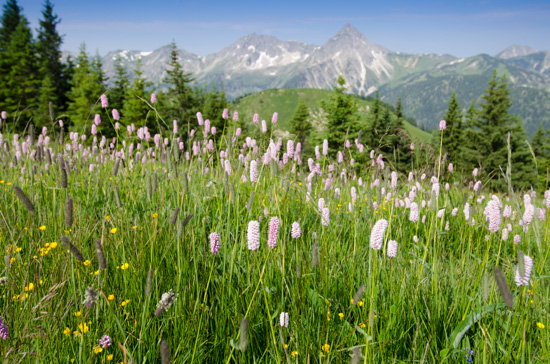 Blühender Wiesenknöterich (Bistorta officinalis)