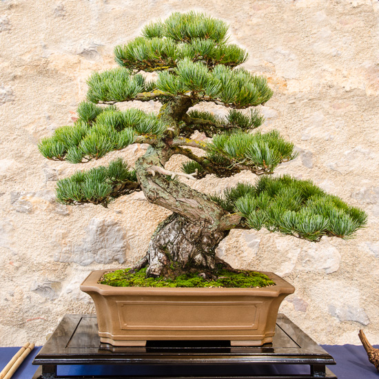 Mädchenkiefer (Pinus parvifolia) als Bonsai