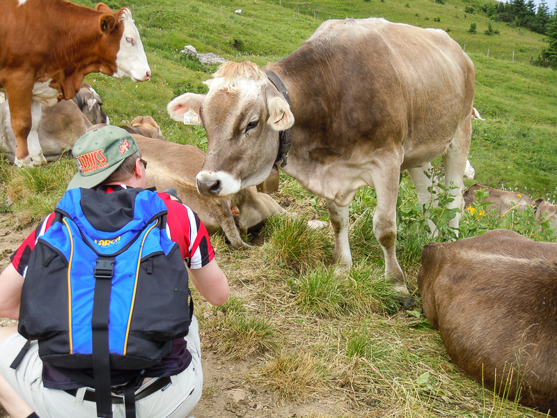 Foto-Shooting mit Kühen auf einer Alm