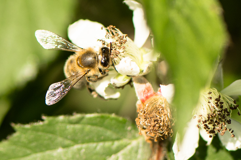Biene auf einer Brombeerblüte