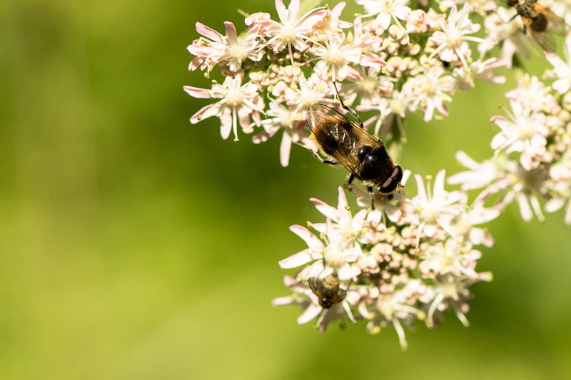 Fliege auf einer Blütendolde