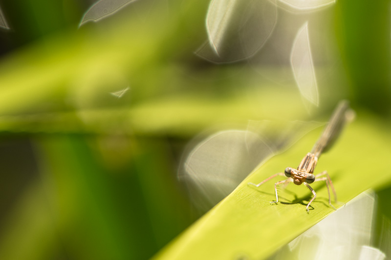 Weibliche Libelle