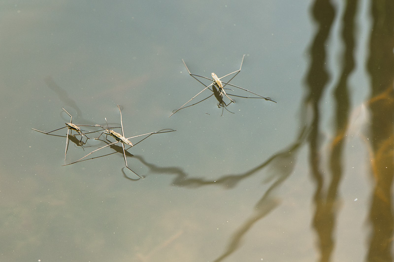 Wasserläufer