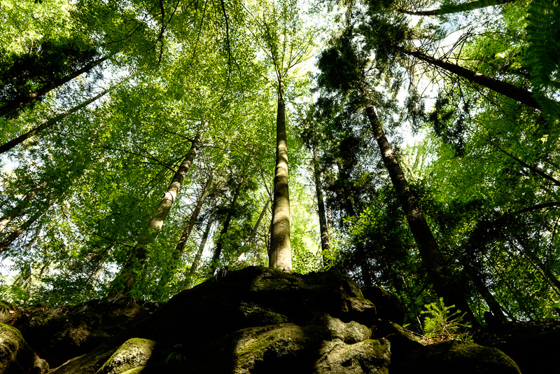 Wald in der Gallengrotte in HDR