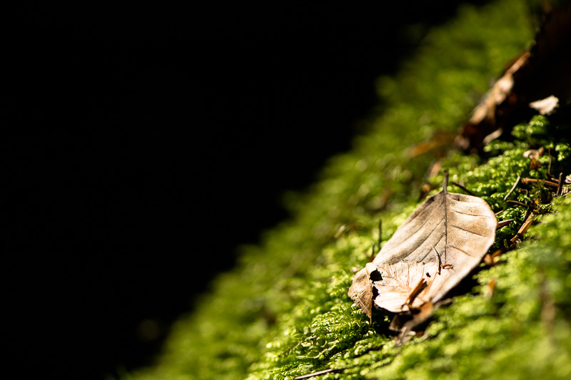 Verwelktes Blatt