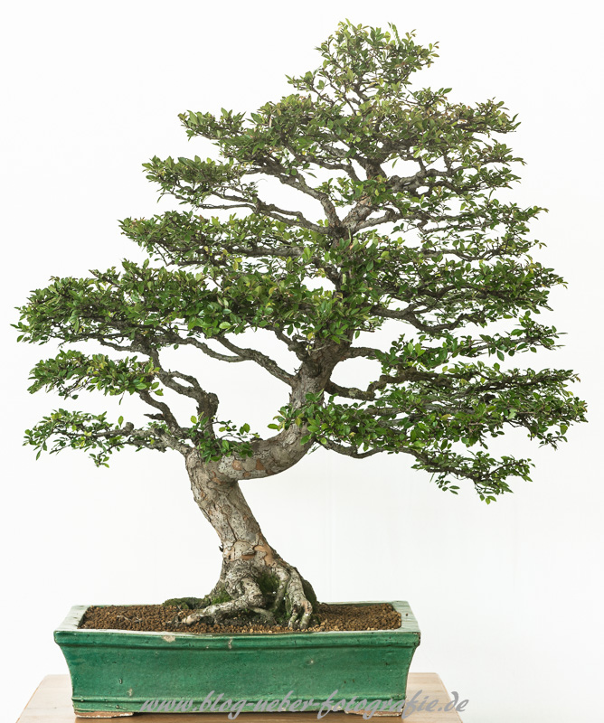 Chinesische Ulme als Bonsai Baum