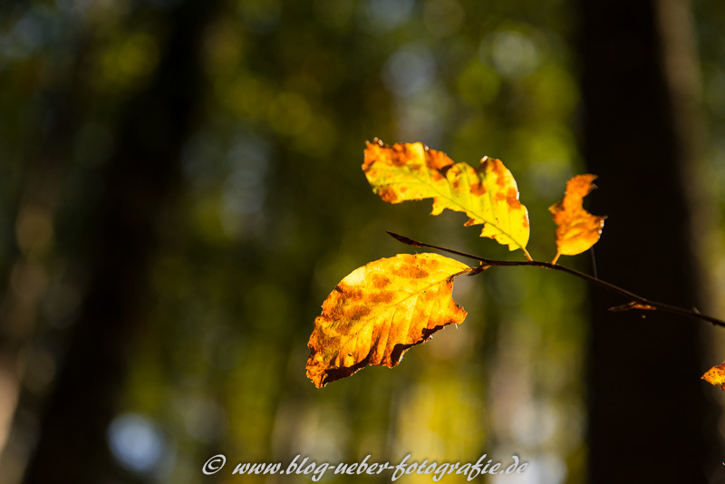 Buchenlaub im Gegenlicht