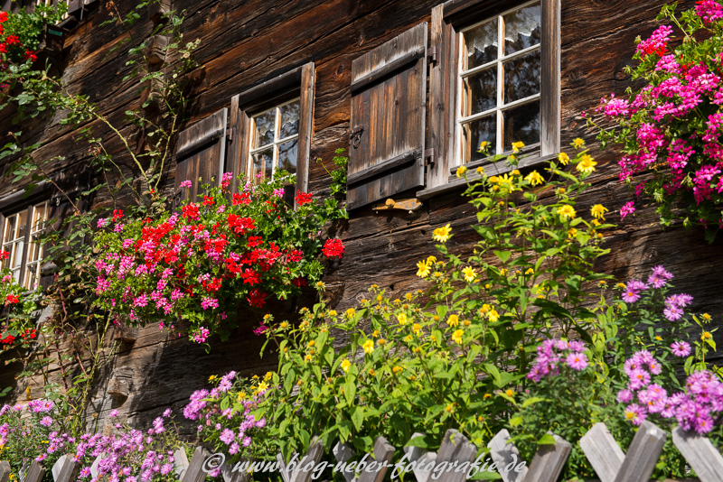 Blühende Blumen vor einem alten Bauernhof