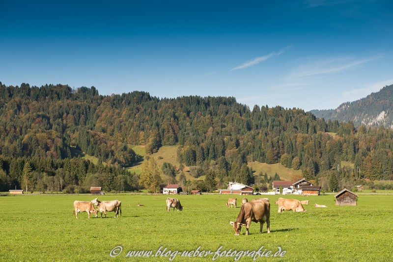 Wiese mit Kühen im Allgäu