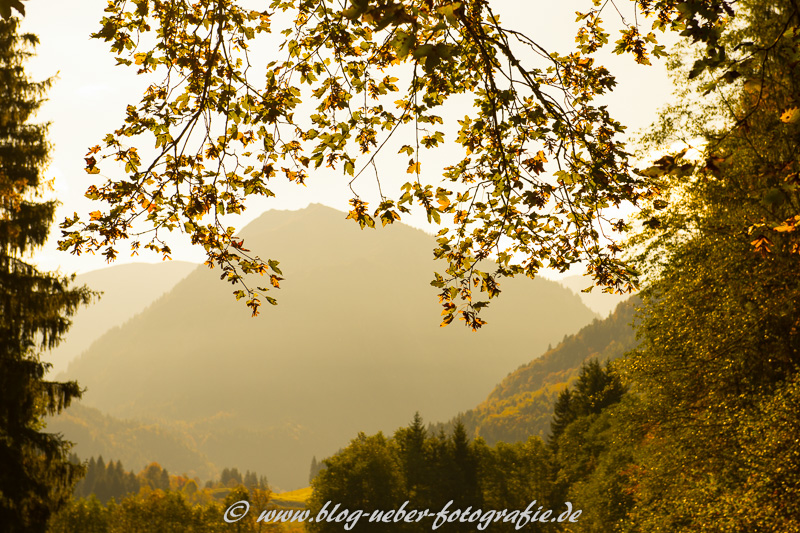 Im Gegenlicht bei Oberstdorf