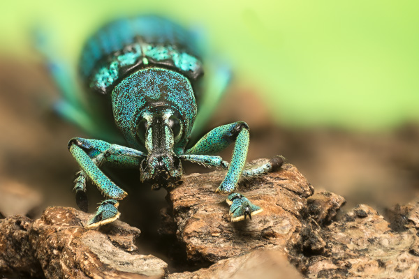 Käfer mit Focus Stacking