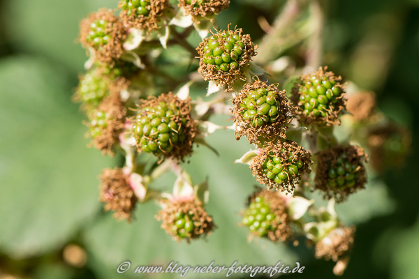 Unreife grüne Brombeeren