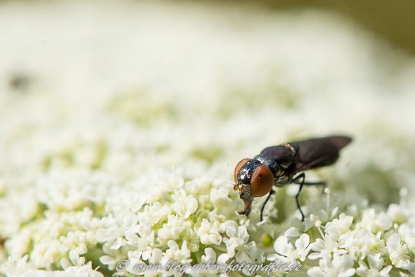 Schwarze Fliege auf einer Doldenblüte