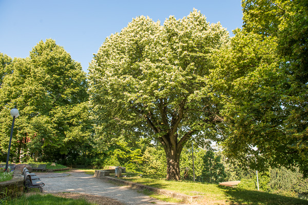 Weißenburgpark am Bopser