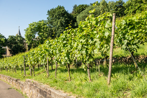 Weinberg an der Karlshöhe