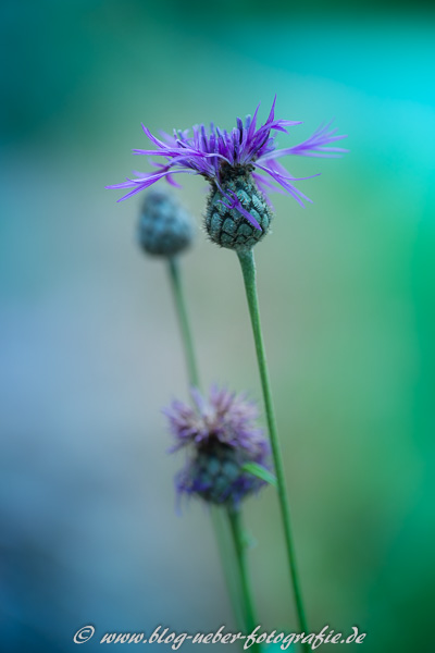 Violette Blüte verfremdet