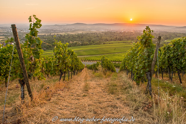 Sonnenaufgang im Weinberg Kappelberg