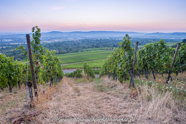 Blaue Stunde in den Weinbergen