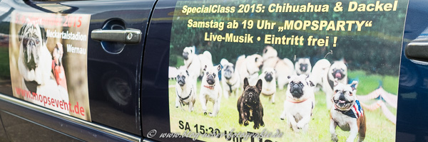 Mopsrennen 2015 in Wernau