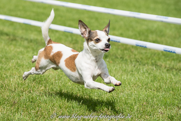 Jack Russell Terrier im Sprint