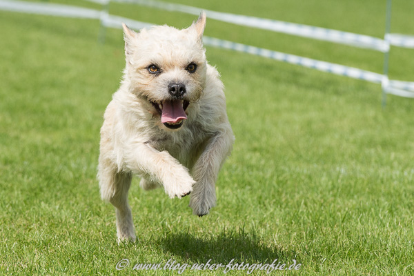 Westhighland White Terrier im Sprung