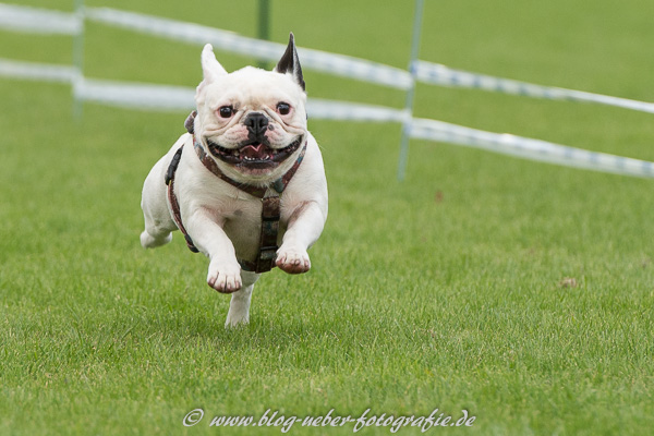 Mops im Sprint