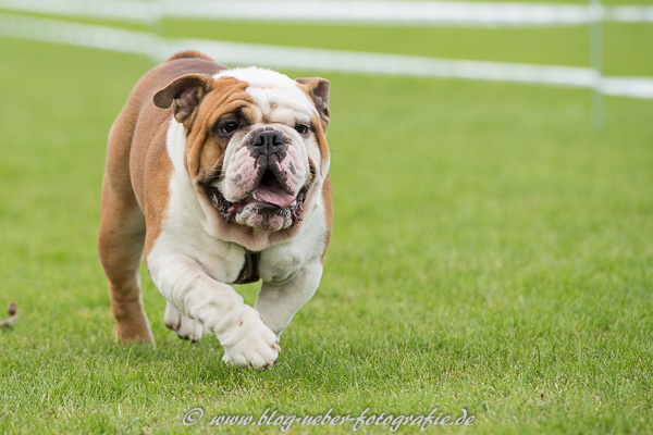 Bulldoge beim Training für das Hunderennen