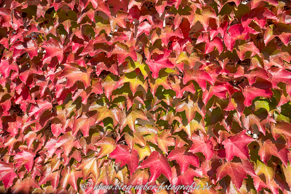 Rotes Herbstlaub