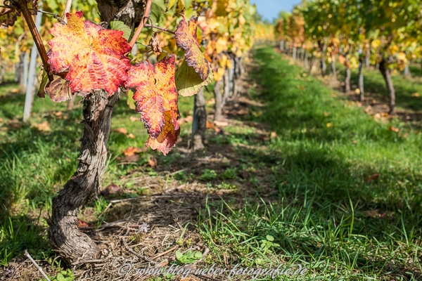 Rotes Weinlaub