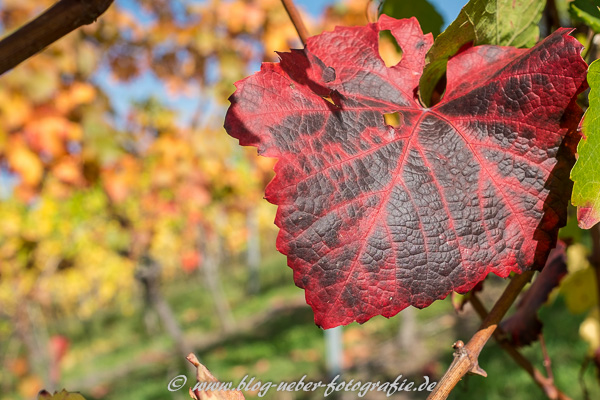 Rotes Weinblatt