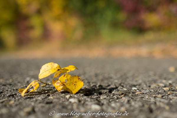 Gelbes Laub auf Asphalt-Straße