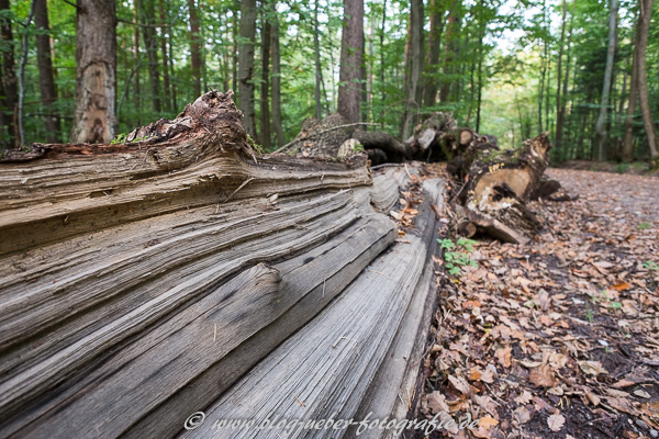 Gefällter Baumstamm im Wald