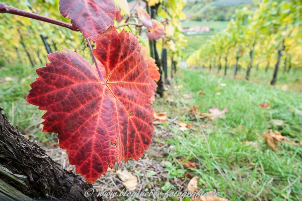 Rotes Weinblatt