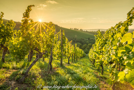 Weinberg bei Geradstetten im Remstal