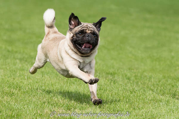 Mops Hund beim rennen