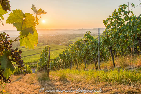 Vineyard with vine leafs and wine grapes