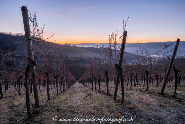 Weinberg in der blauen Stunde