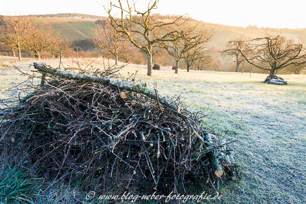 Streuobstwiese im Winter