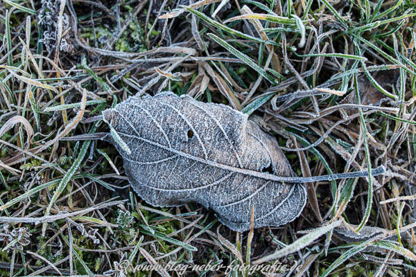 Blatt im Morgentau