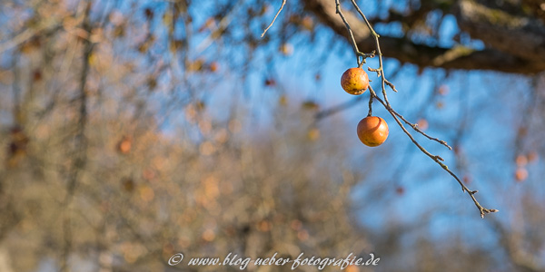 Reife Äpfel im Januar - Fujifilm X-T2 + 2,0/90mm