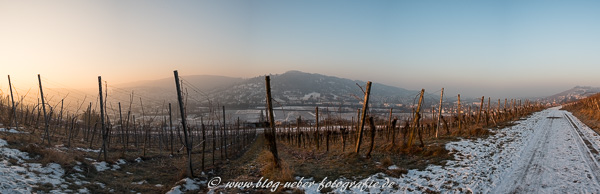 Panorama Weinberg im Januar