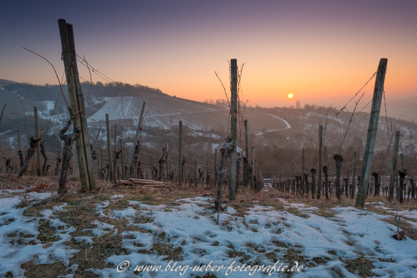 Sonnenaufgang im Winter im Weinberg