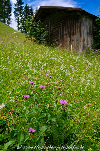 Almwiese mit Flockeblumen und Hütte