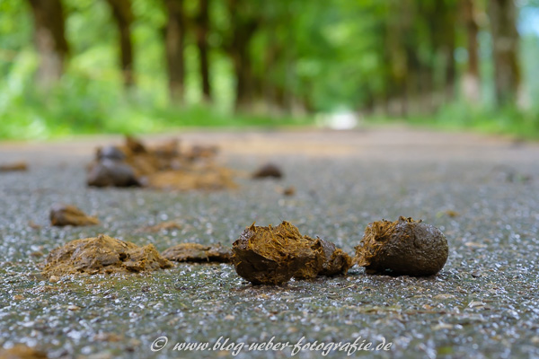 Kuhmist auf einem Wanderweg im Oytal