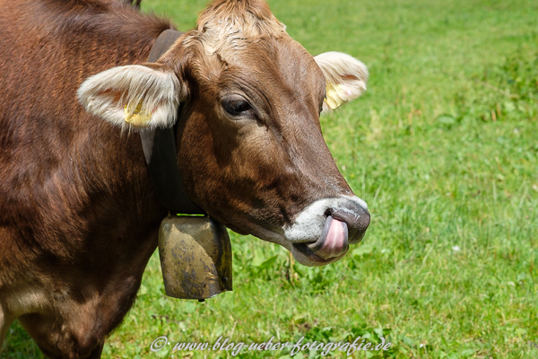Kuh putzt mit der Zunge die Nase
