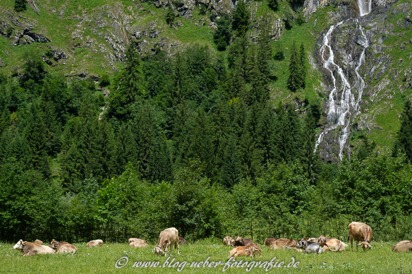 Kühe und Wasserfall im Oytal