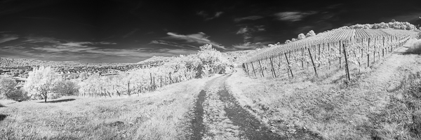 Weinberg als Schwarzweiß-Infrarot-Fotografie